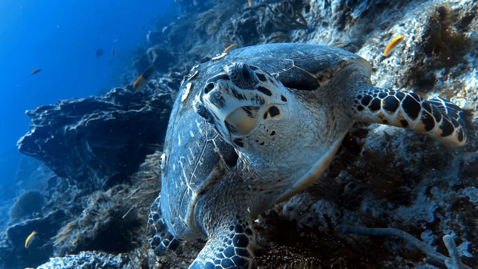Snorkel at the spectacular Playa Kenepa Grandi.