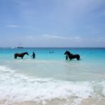 things to do in barbados