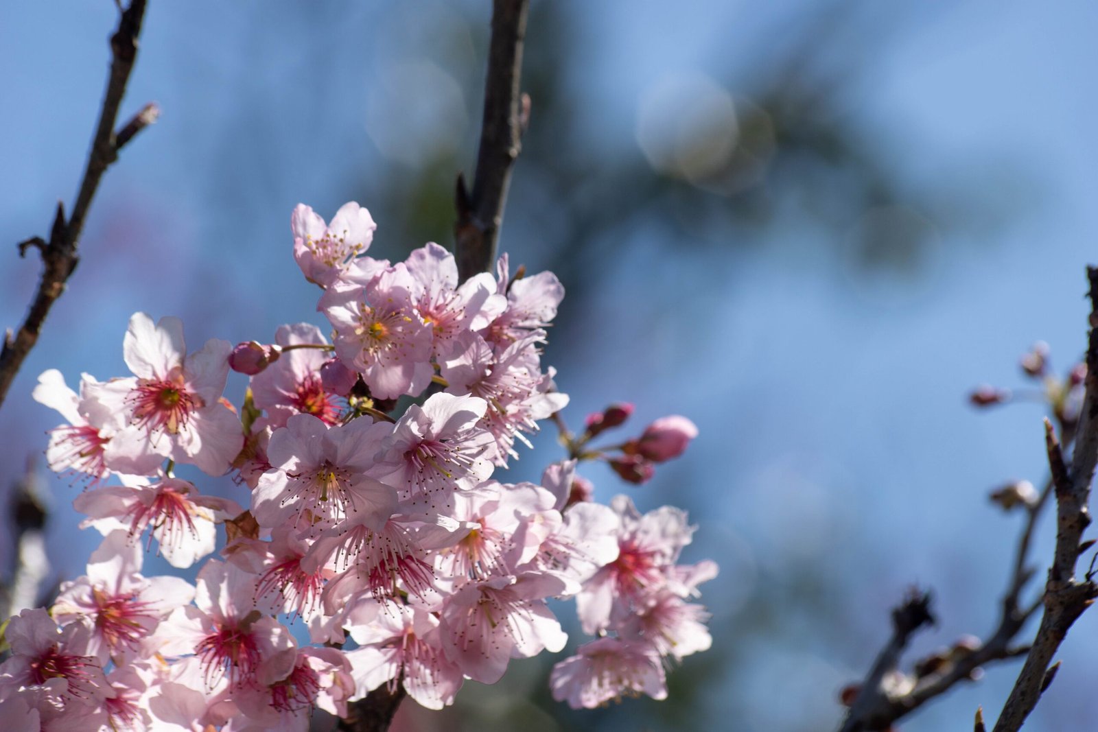 Discover the Botanic Garden during cherry blossom season