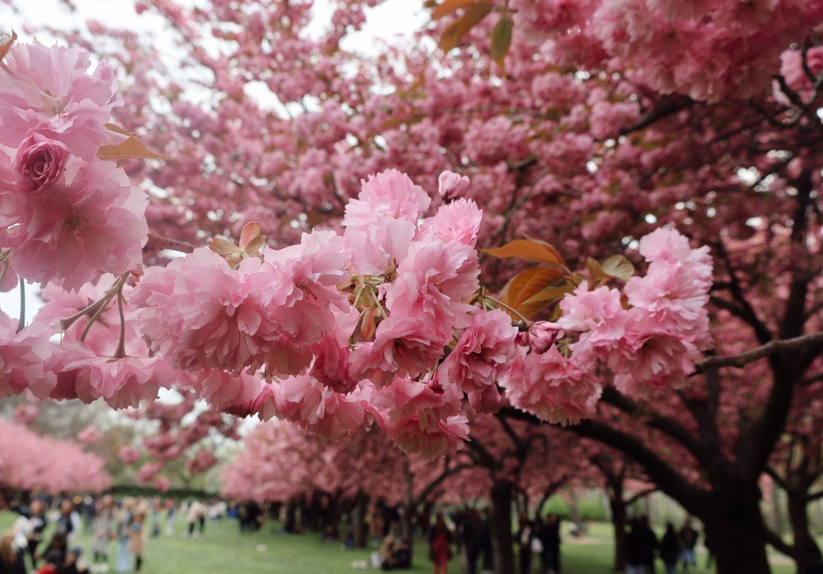 Relax at Brooklyn Botanic Garden and its seasonal blooms
