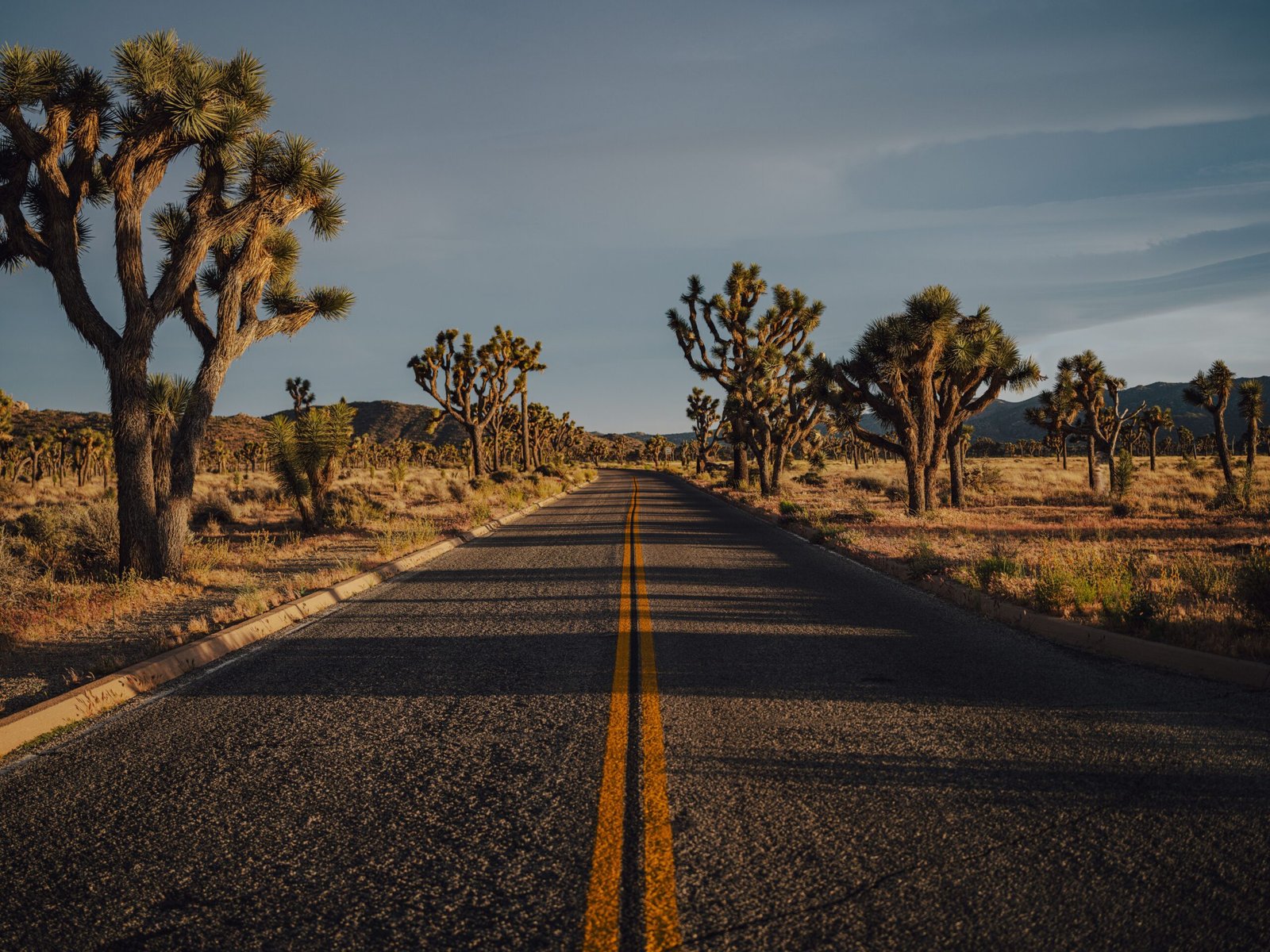 Take a scenic drive along Park Boulevard to admire the unique Joshua trees.