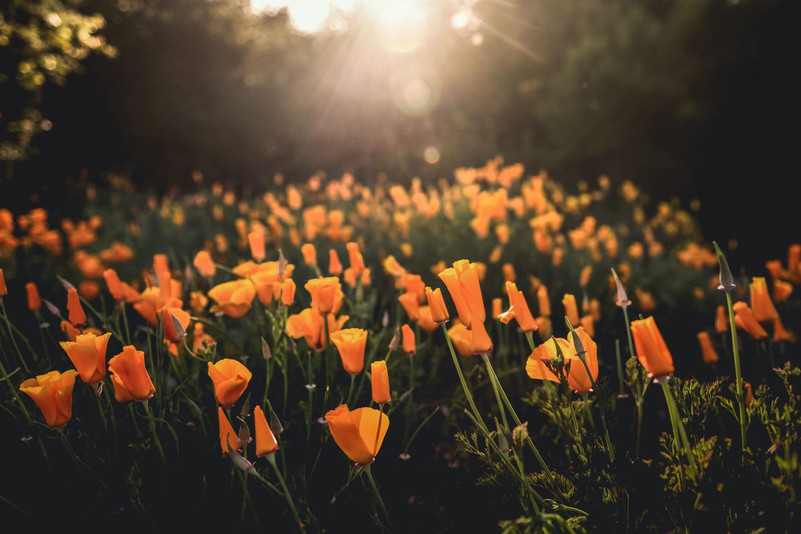 Explore the beautiful gardens at the Solvang Festival Theater