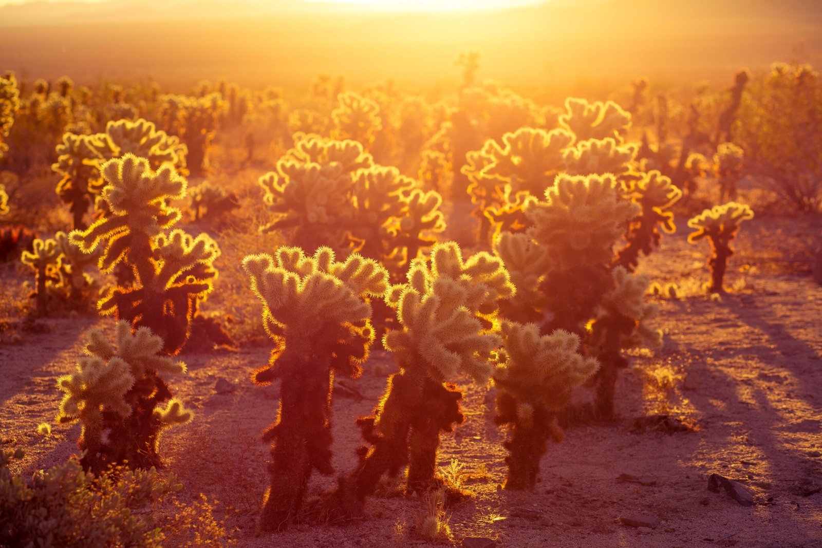Visit the Cholla Cactus Garden to see the stunning sunset views.