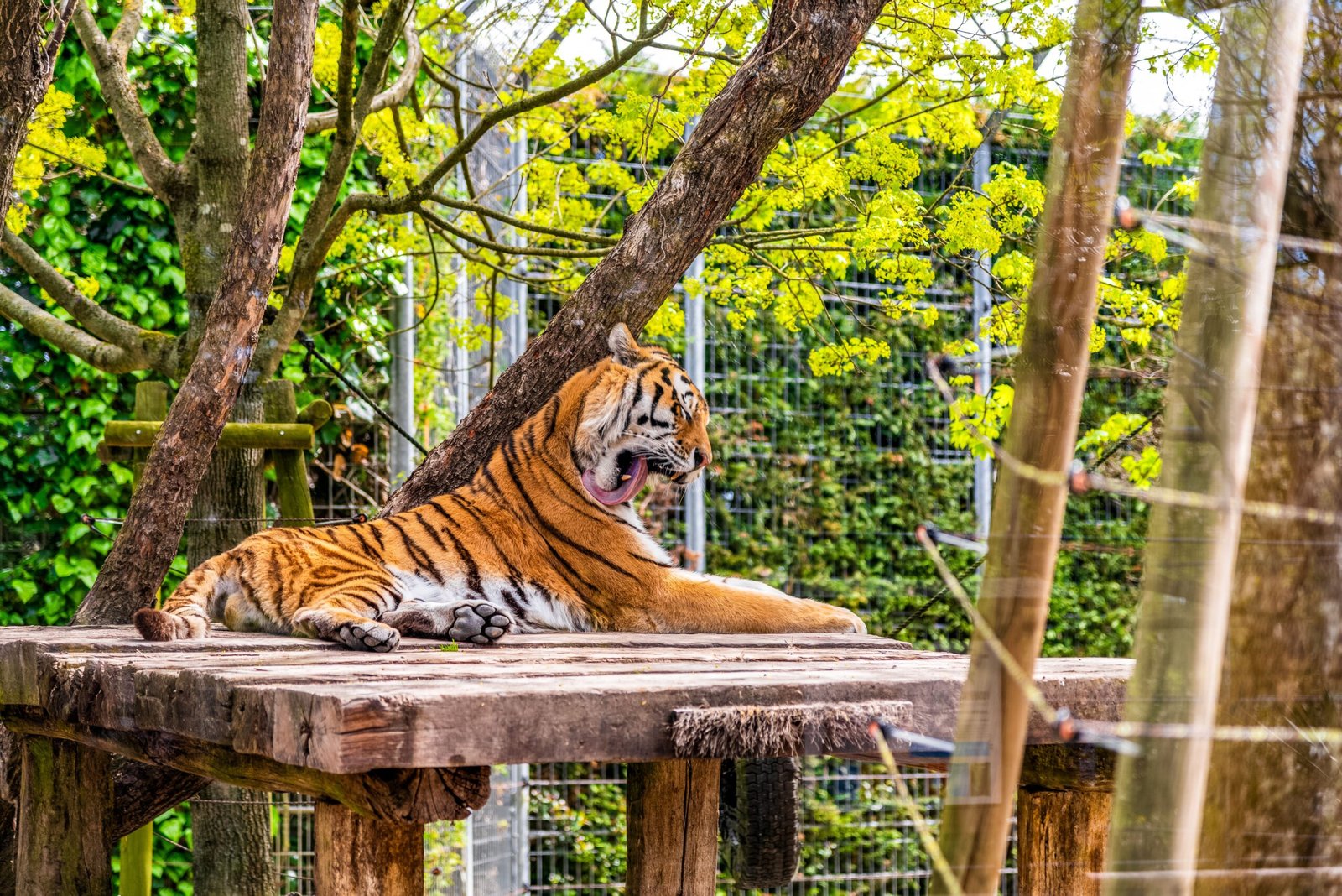Explore the stunning Fresno Chaffee Zoo