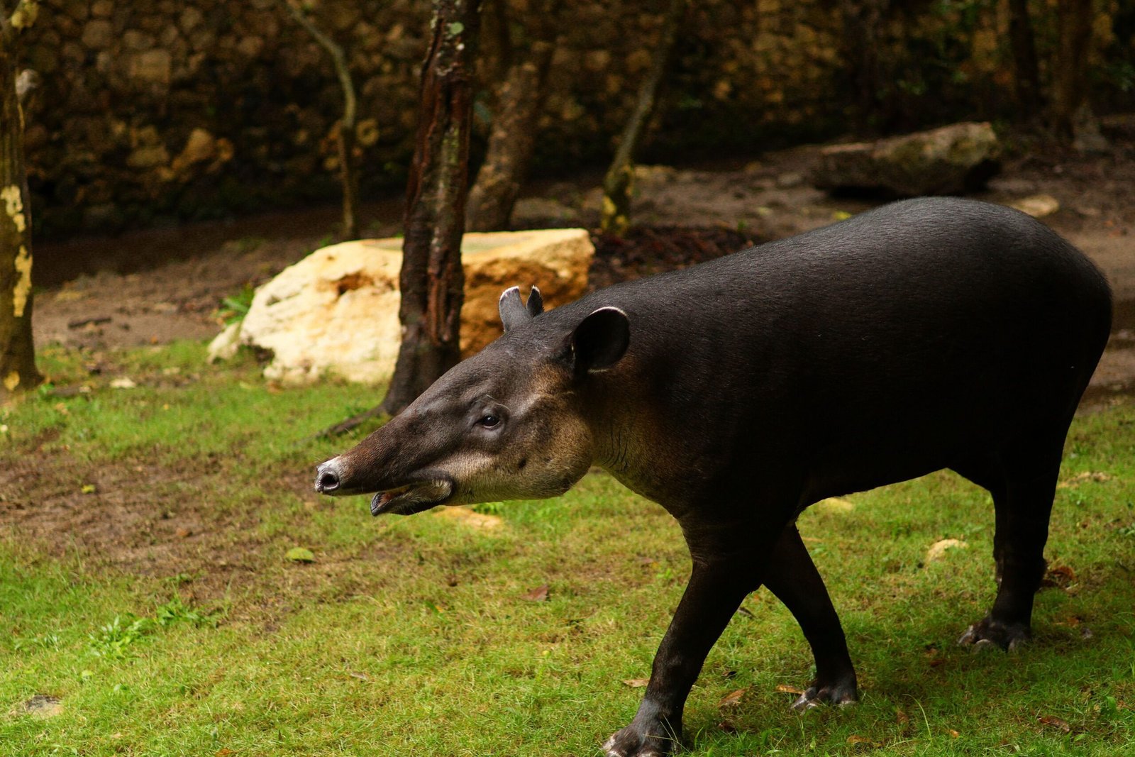 Discover the wildlife at the Belize Zoo