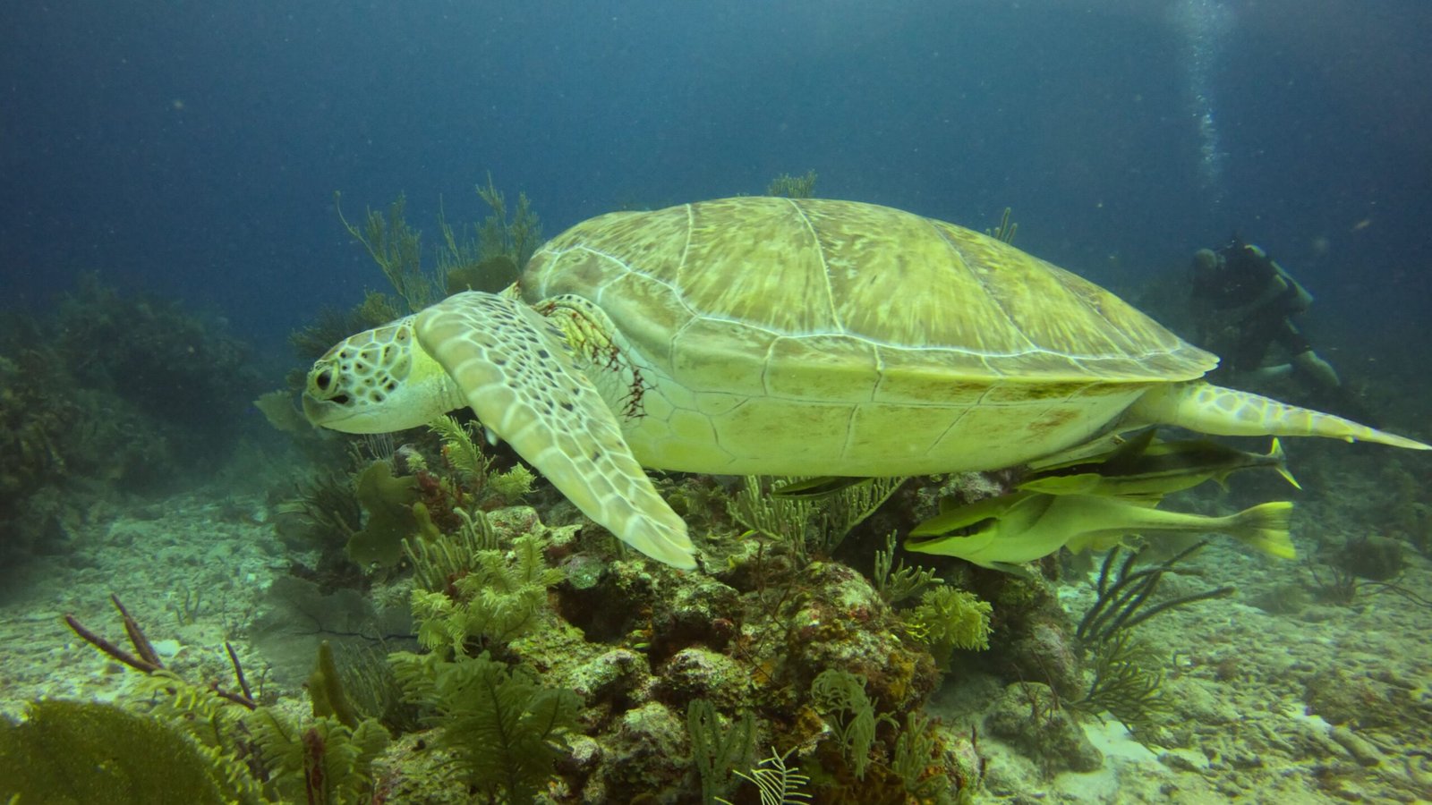 Discover the vibrant marine life while snorkeling in Akumal