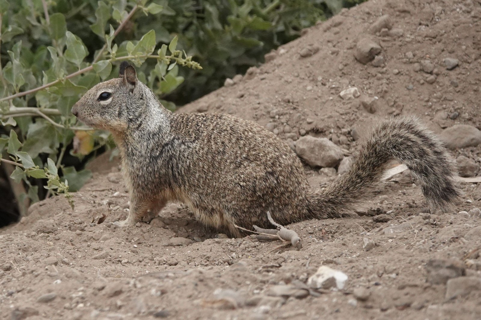 Visit the California Living Museum (CALM) to see native wildlife.