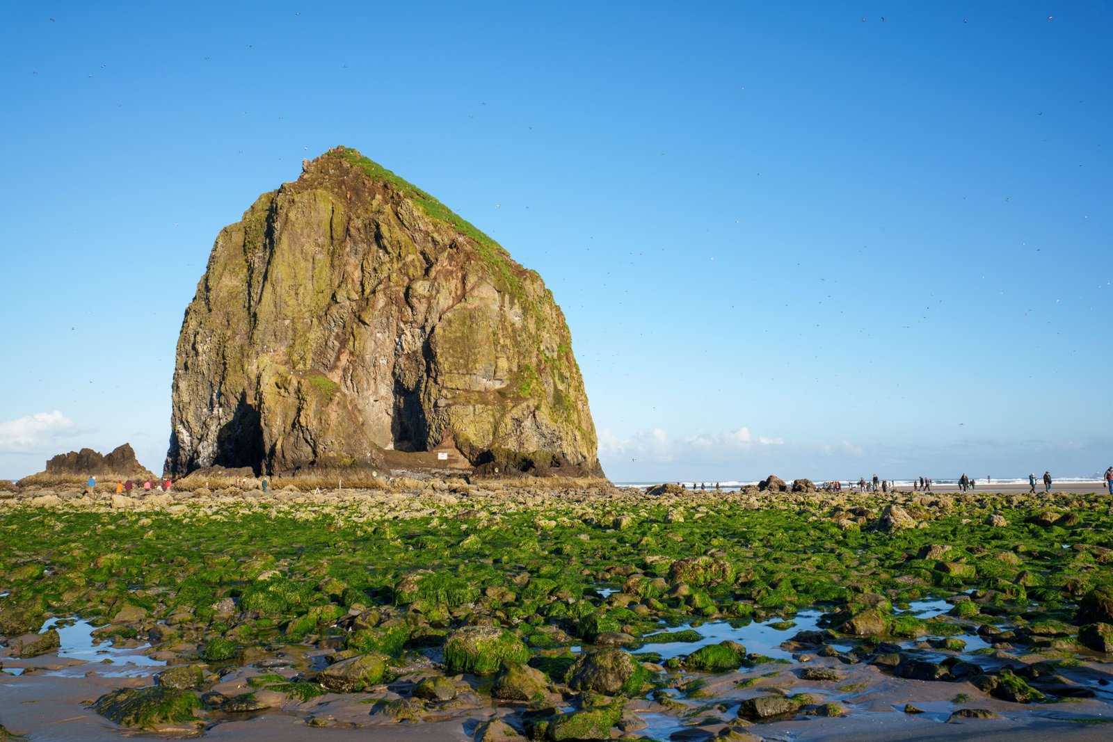 Visit Haystack Rock and explore its unique tidal pools.