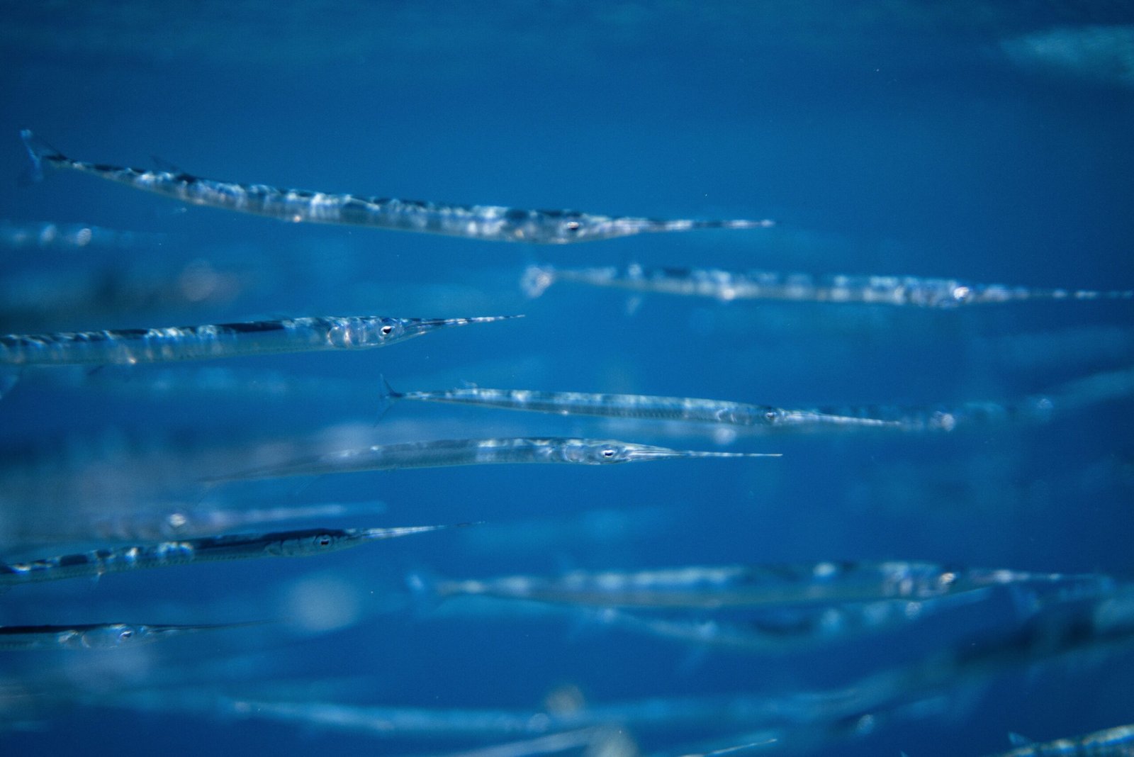 Go deep-sea fishing in the rich waters off Bimini