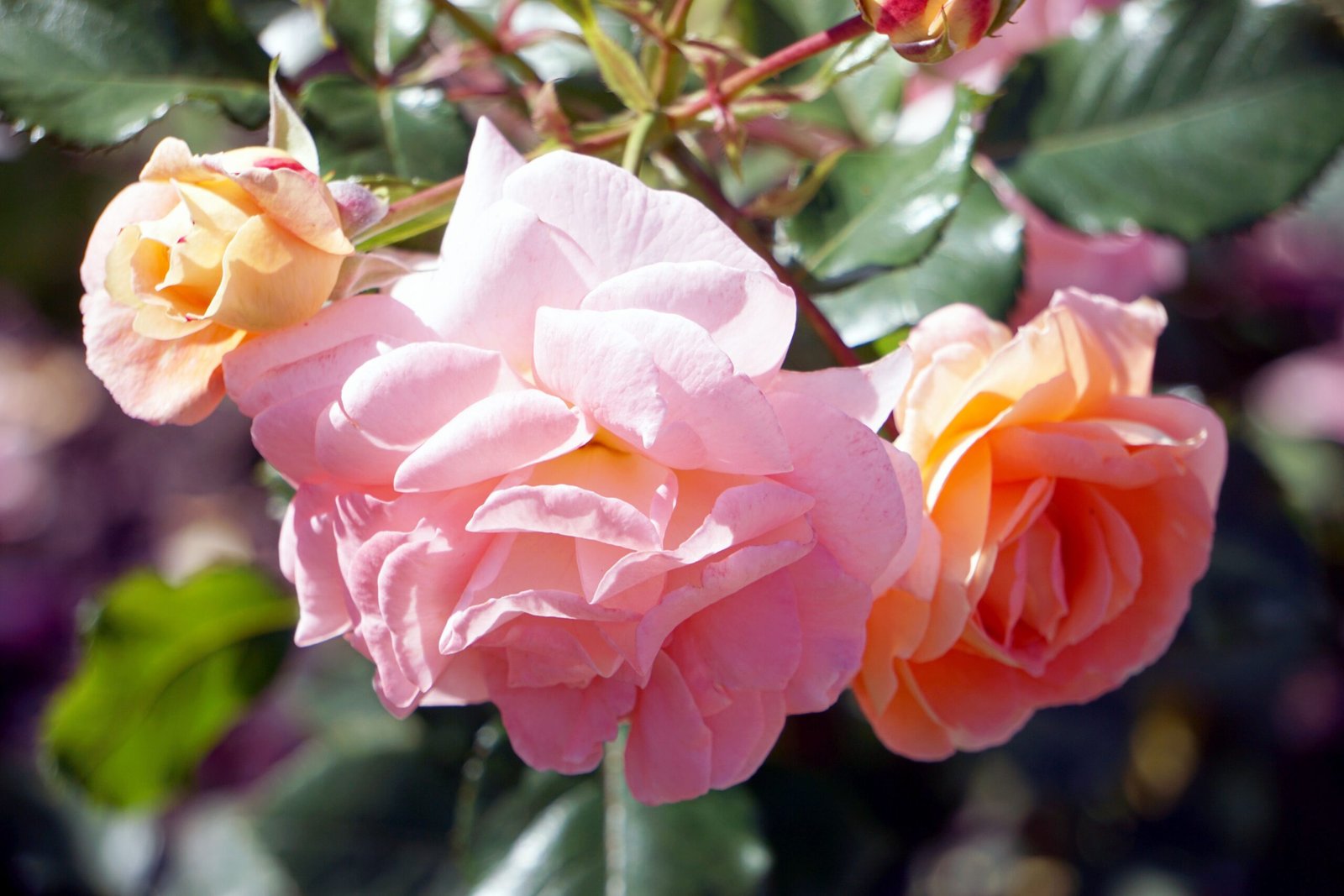 Take a stroll through the Bakersfield Botanic Garden for beautiful landscapes.