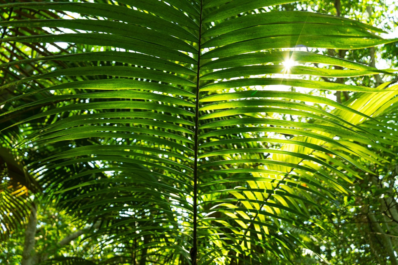 Stroll through the serene grounds of the Mount Dora Botanical Gardens