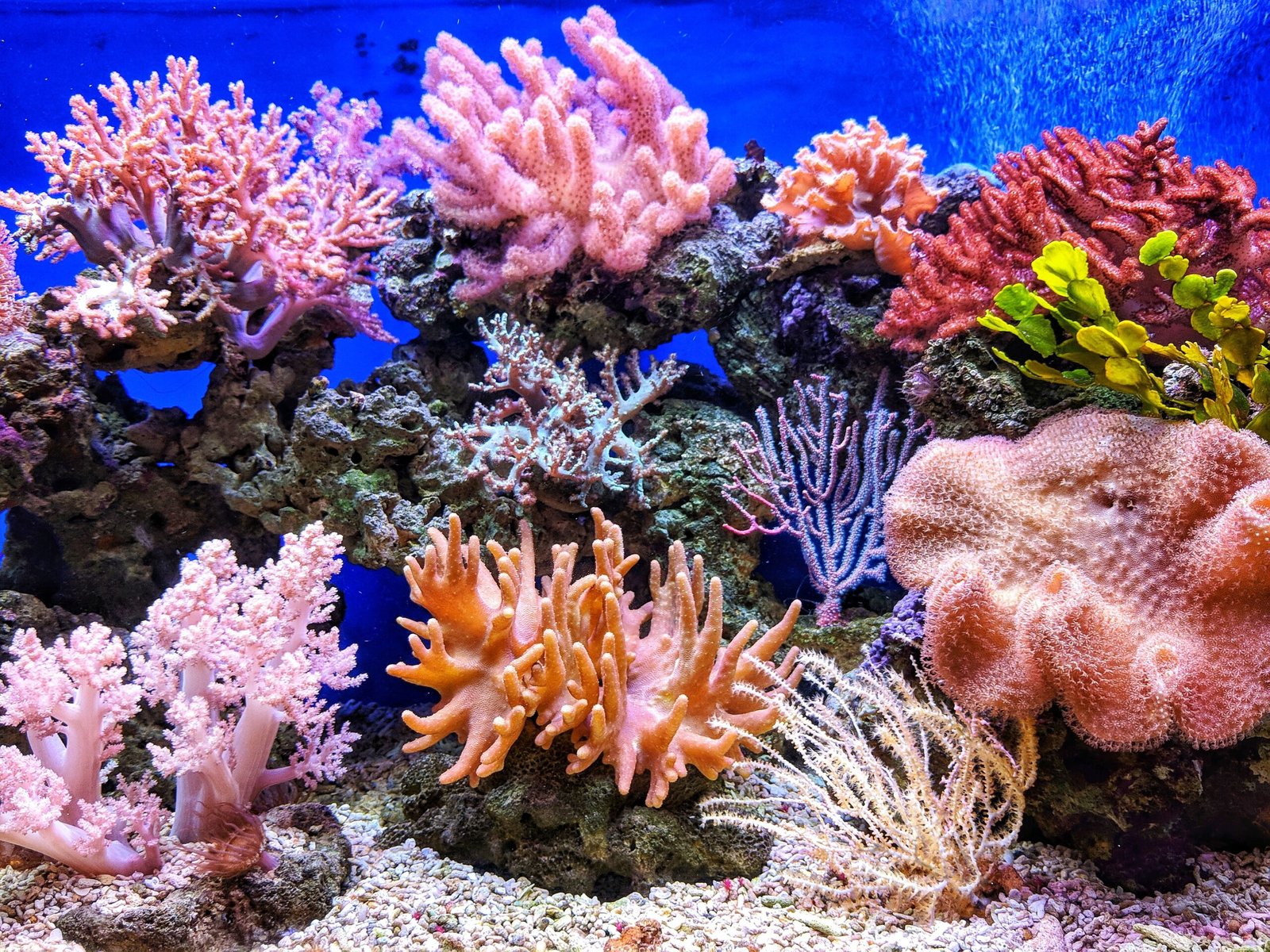 Visit the Coral World Ocean Park
