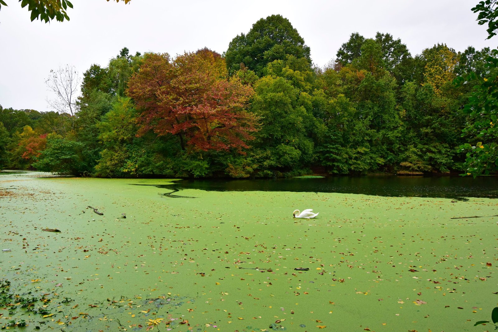 Explore Prospect Park, Brooklyn's expansive green oasis