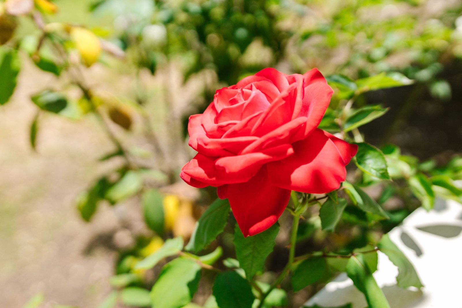 Explore Point Defiance Park for hiking, scenic views, and the beautiful Rose Garden.