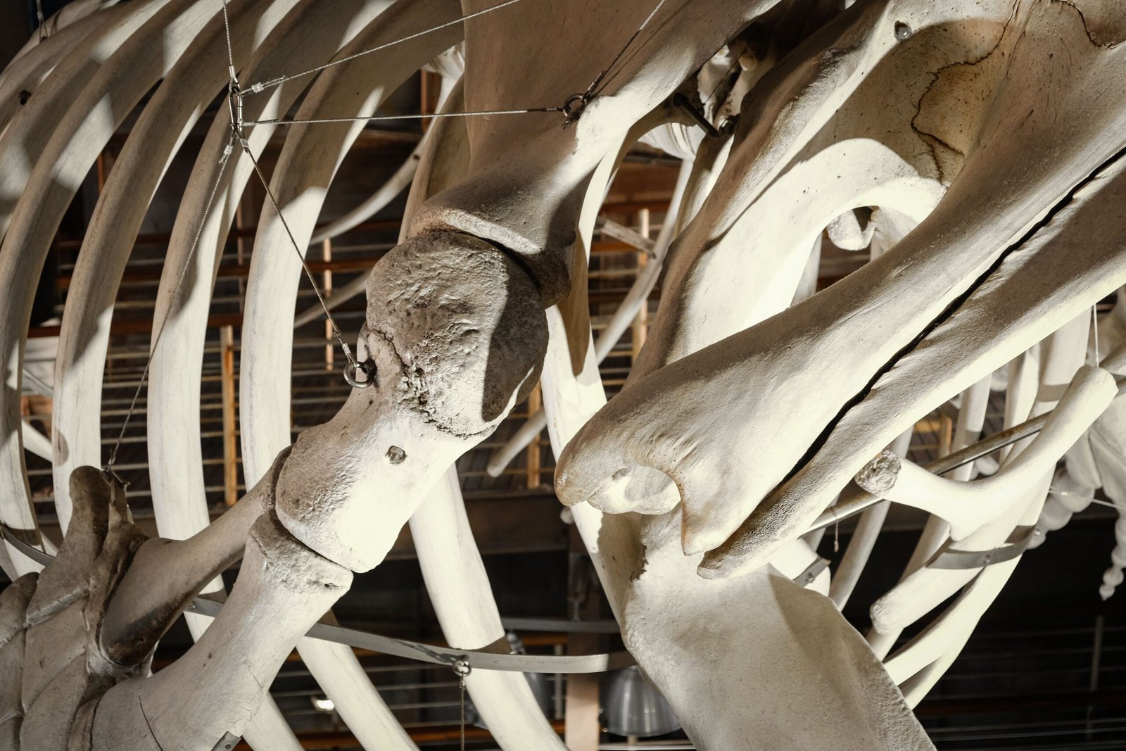 Explore the historic Whaling Museum for exhibits on Nantucket’s maritime history
