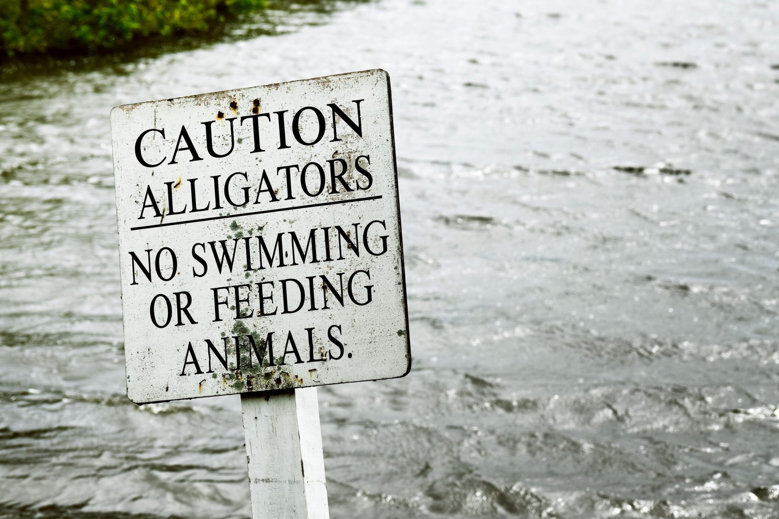 Enjoy a day of fishing at Lake City’s Alligator Lake Park