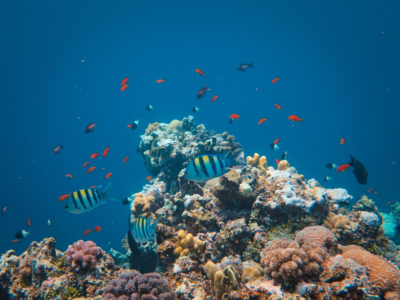 Snorkel at Molokini Crater Marine Reserve