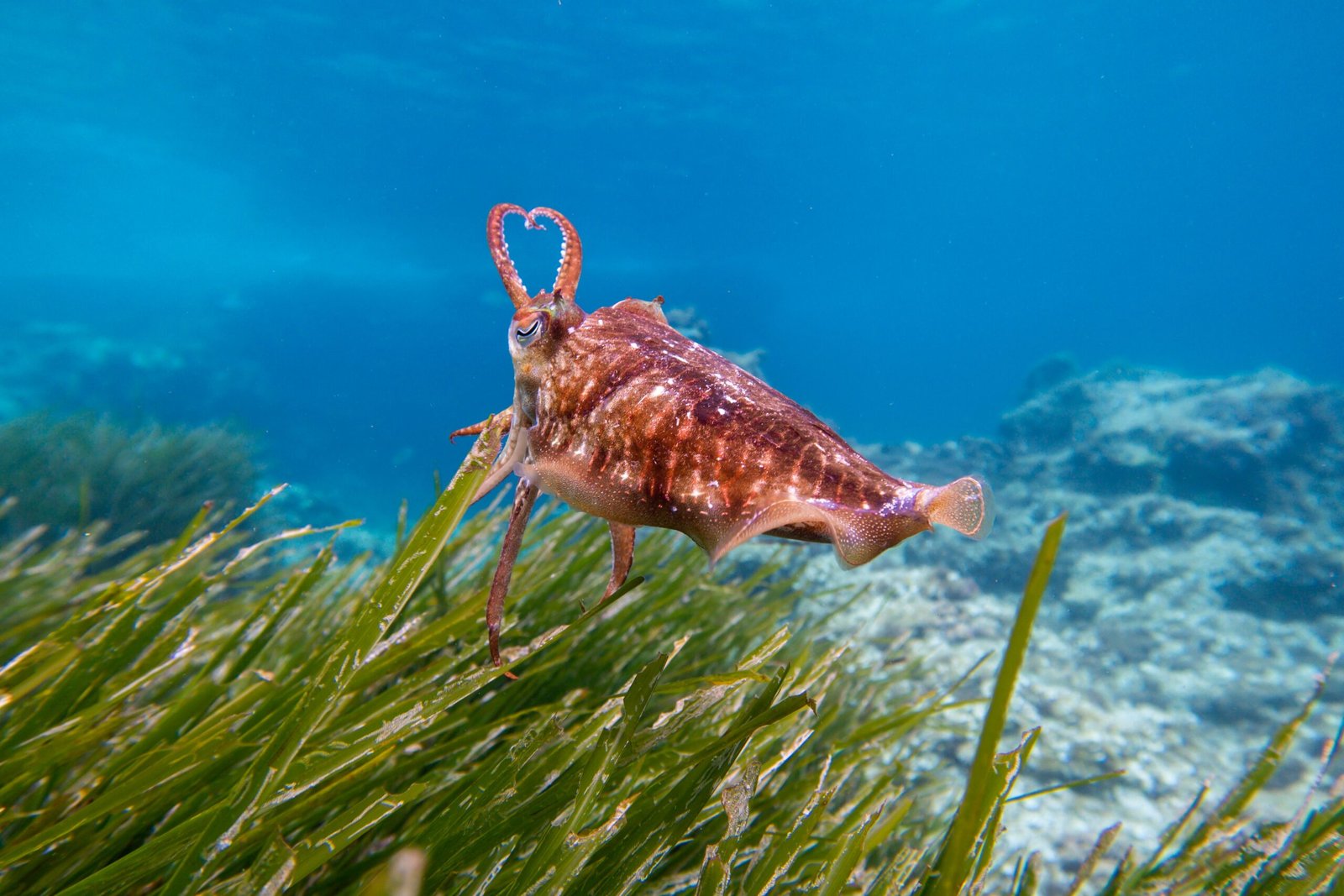 Discover the diverse ecosystem at the Dauphin Island Sea Lab.