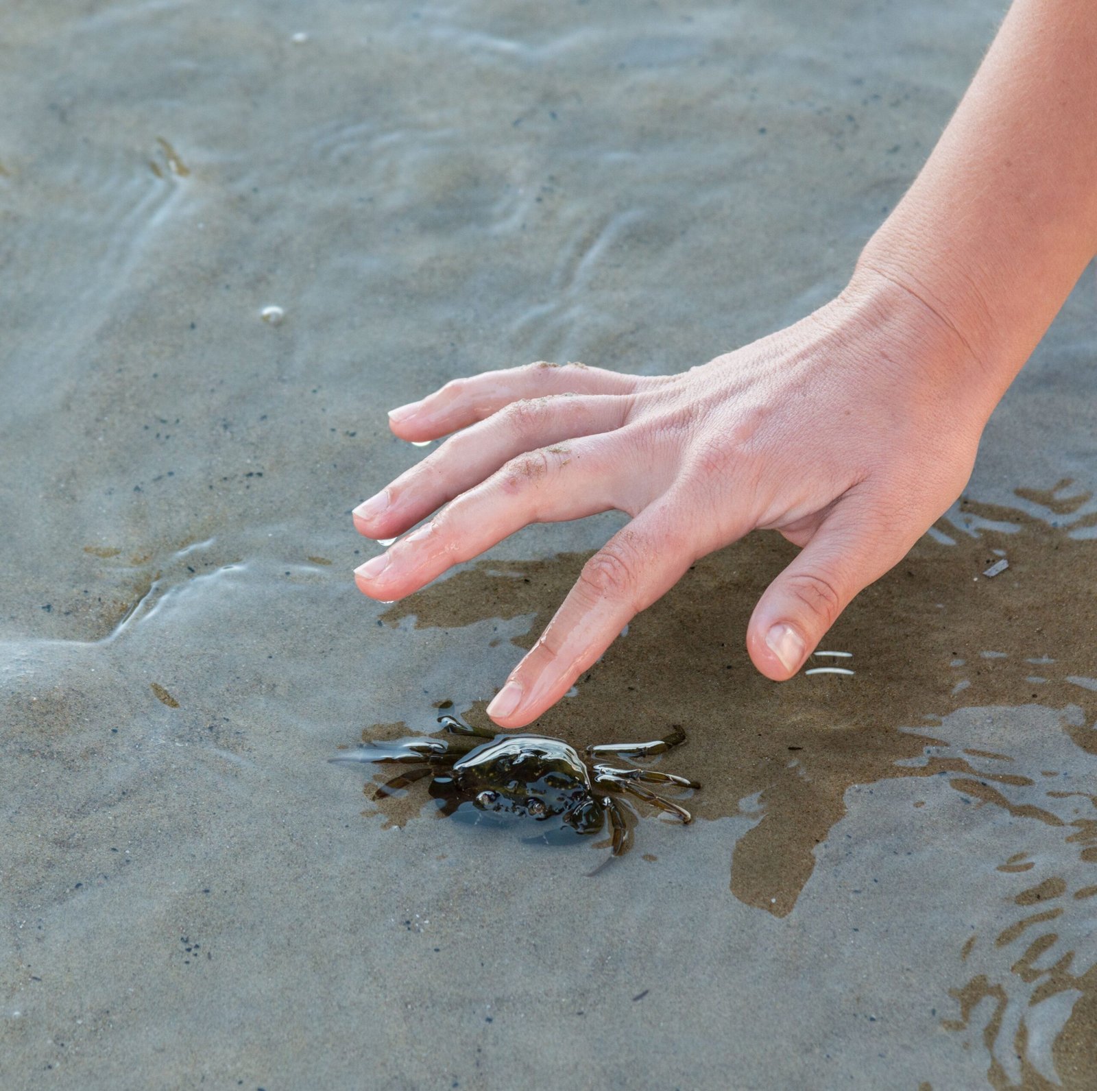 Explore the tidal pools at the Rachel Carson National Wildlife Refuge.
