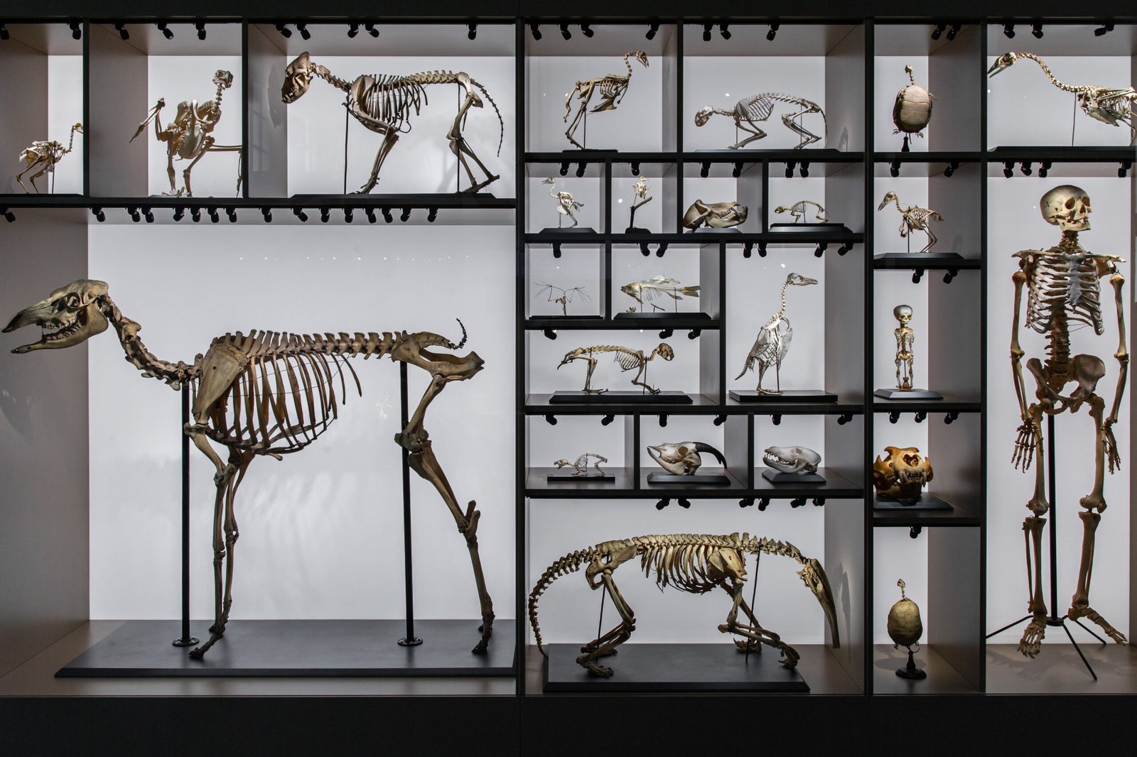 Tour the Morris Museum, showcasing art, science, and local history.