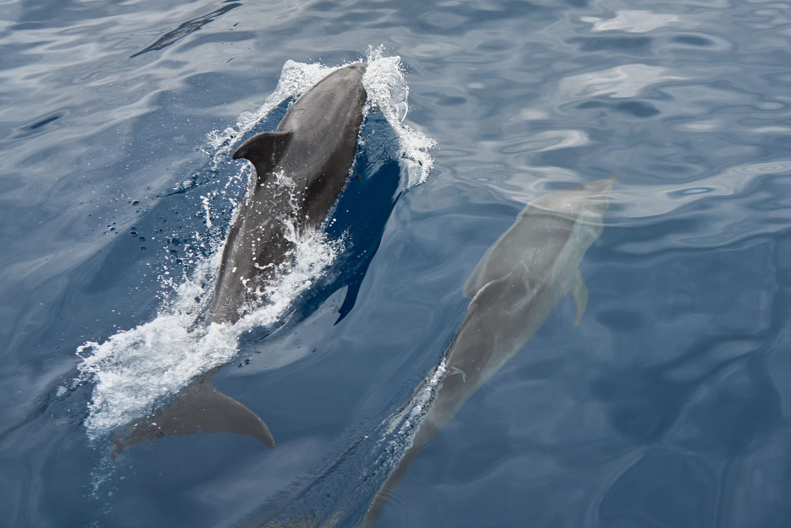 Take a whale watching tour from Ponta Delgada, spotting various species including dolphins.