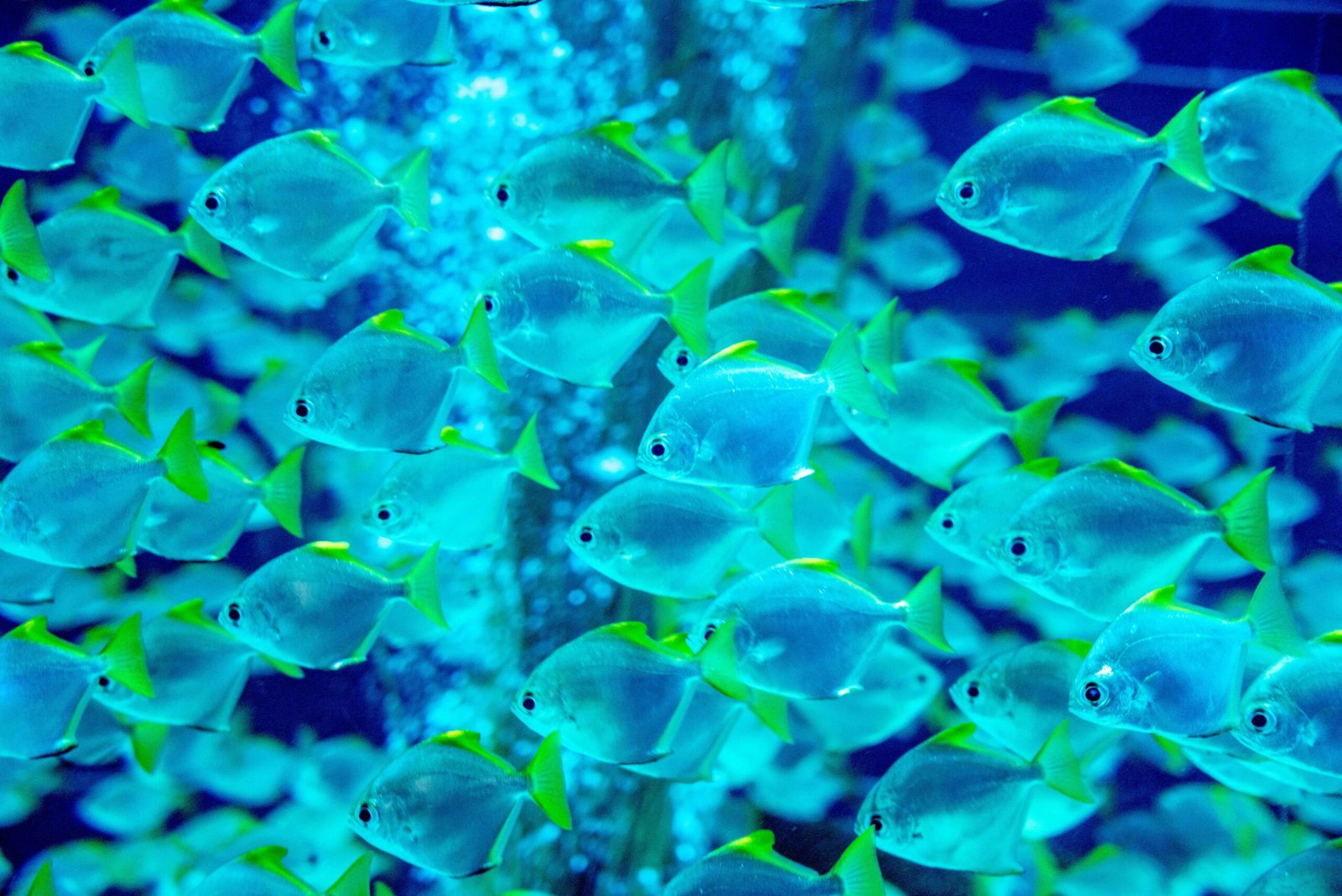 Explore the North Carolina Aquarium on Roanoke Island