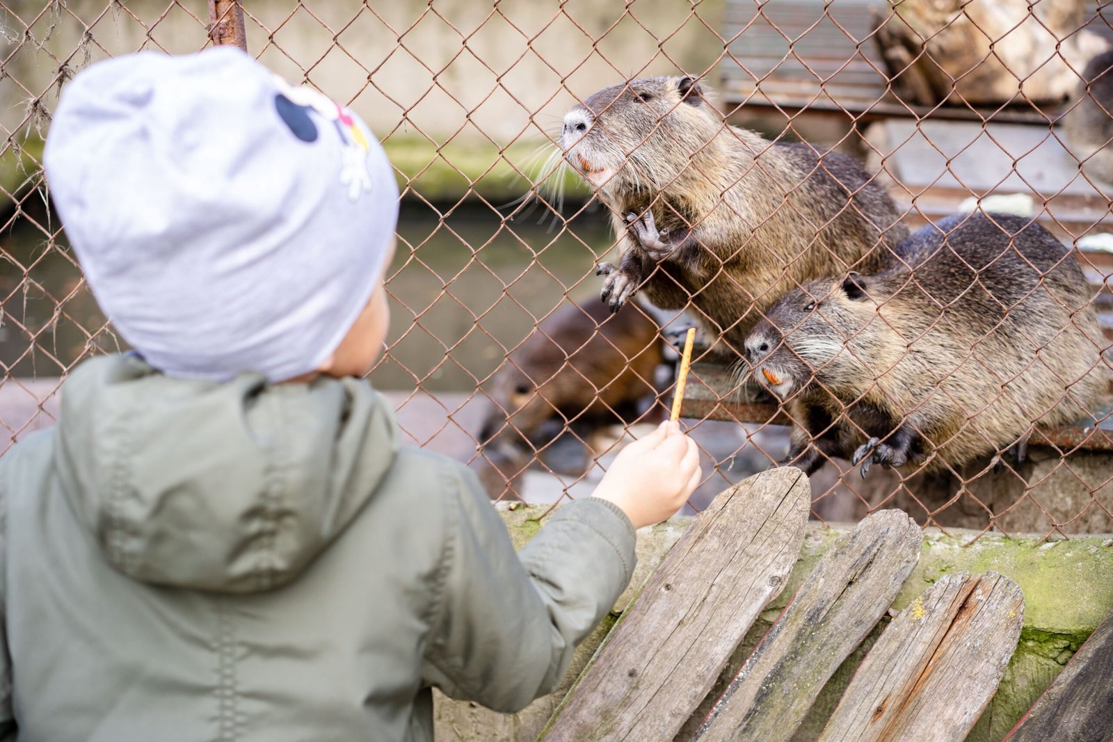 Visit the Pocatello Zoo to see local wildlife and participate in educational programs.