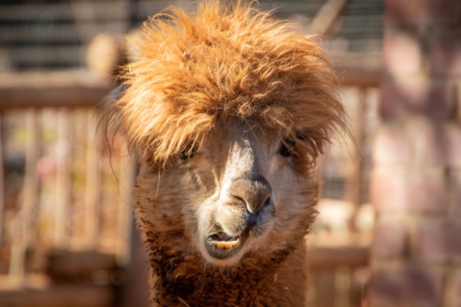Discover wildlife at the Hochatown Petting Zoo.