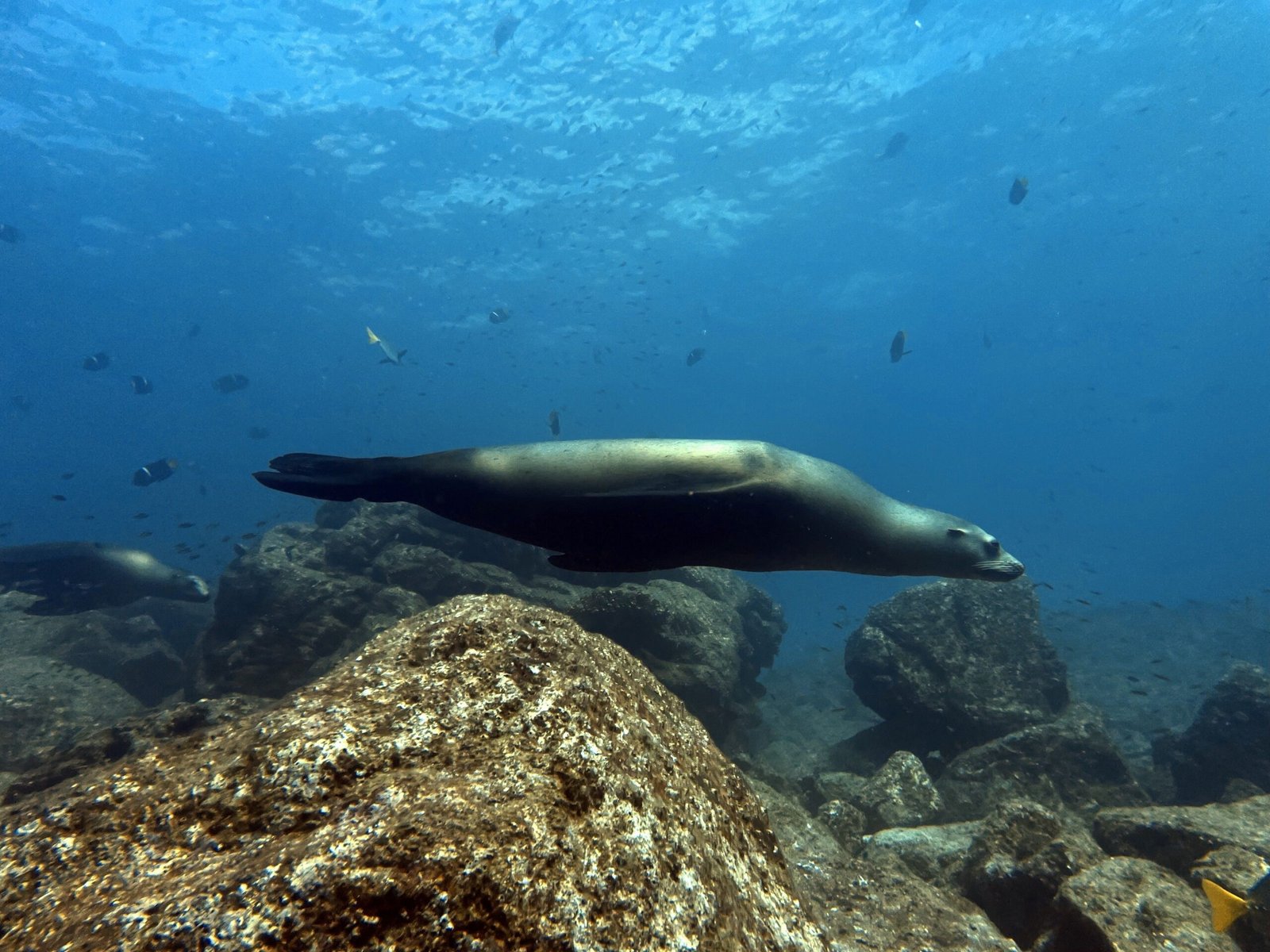Snorkel with sea lions at Los Islotes