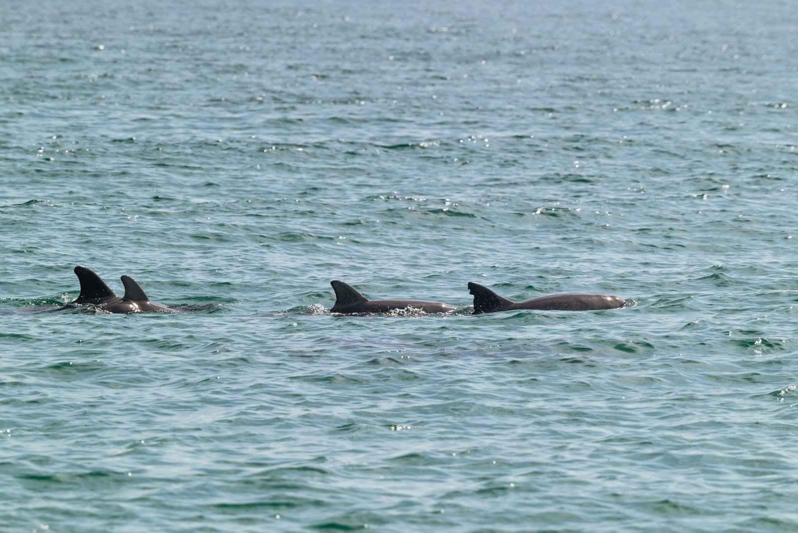 Take a dolphin-watching cruise from the nearby harbor