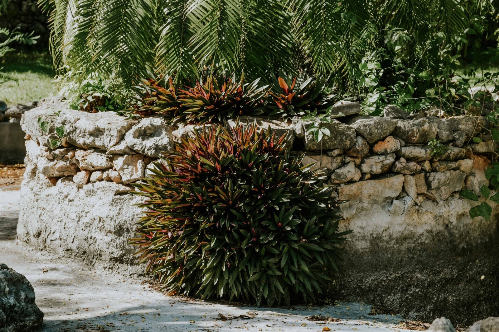 Explore the lush landscapes of the Ponce Botanical Garden.