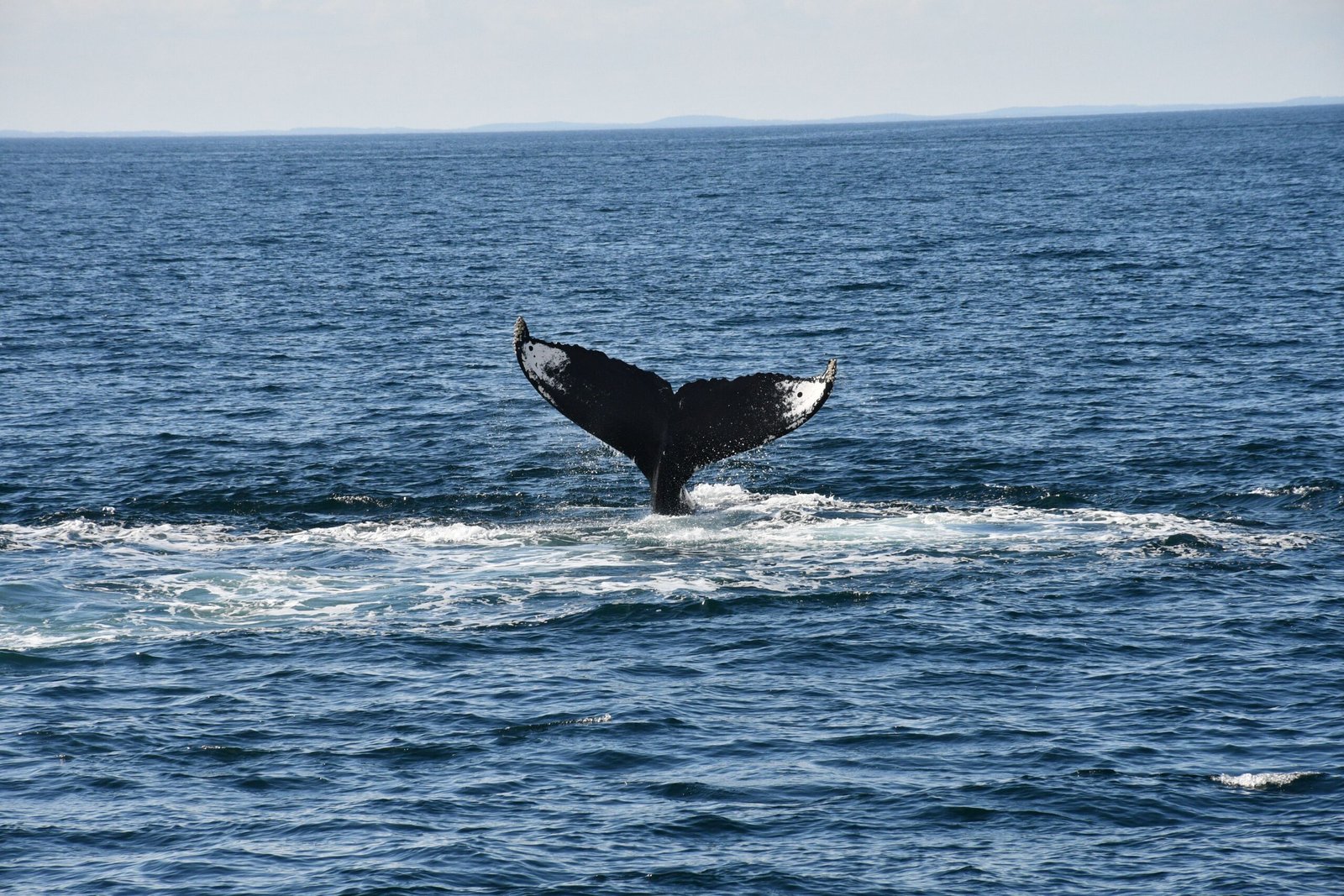 Enjoy a whale watching tour from Kennebunkport’s waterfront.