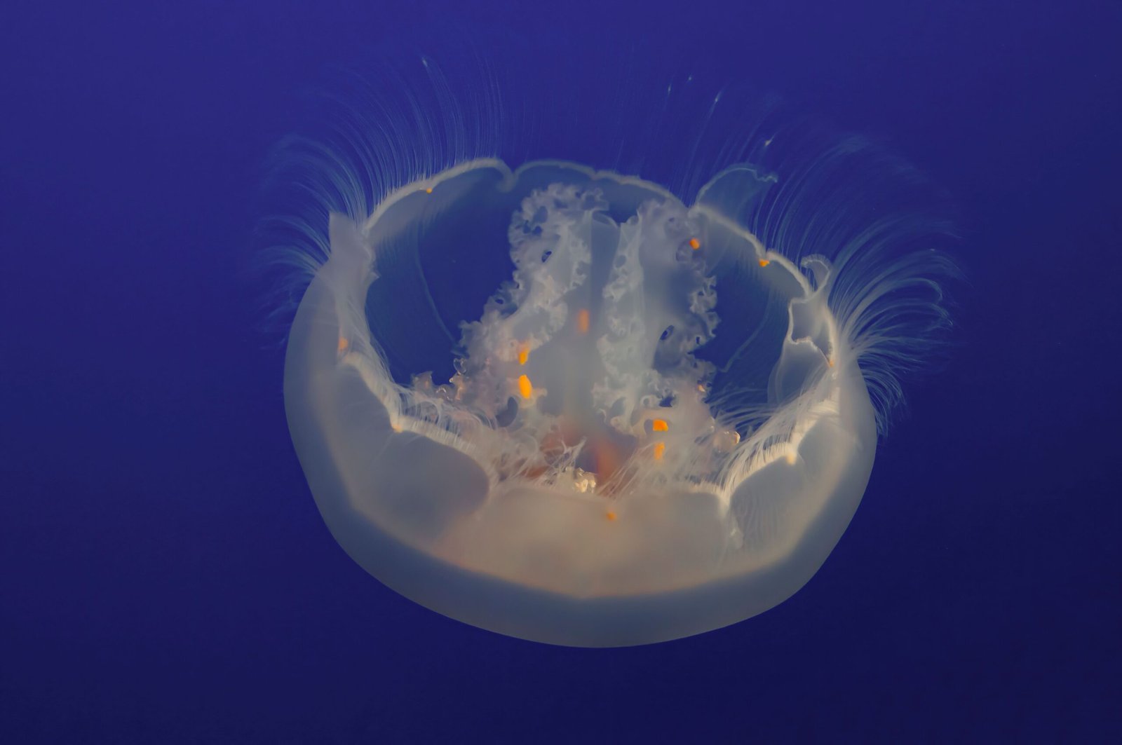 Visit the renowned Monterey Bay Aquarium for an up-close look at marine life.