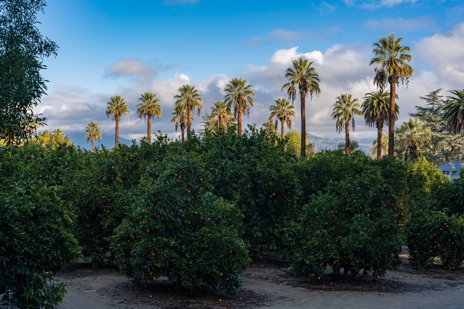 Stroll through the beautiful Redlands Citrus Historic Park.