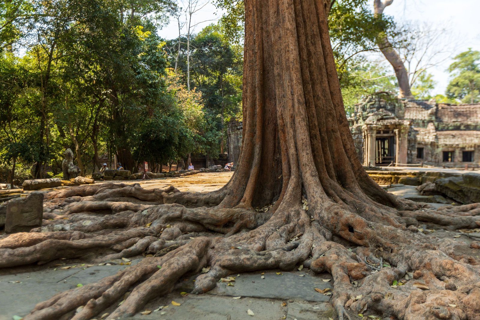 Explore the historic town of Lahaina, including its famous Banyan Tree Park.
