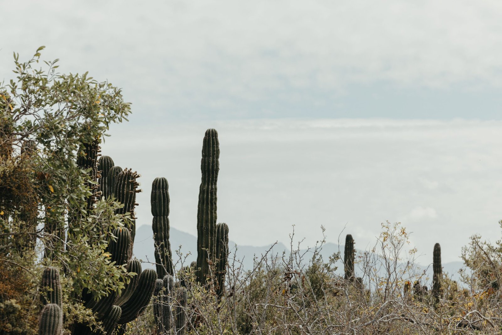 Stroll through the beautiful San Juan Capistrano Botanical Garden