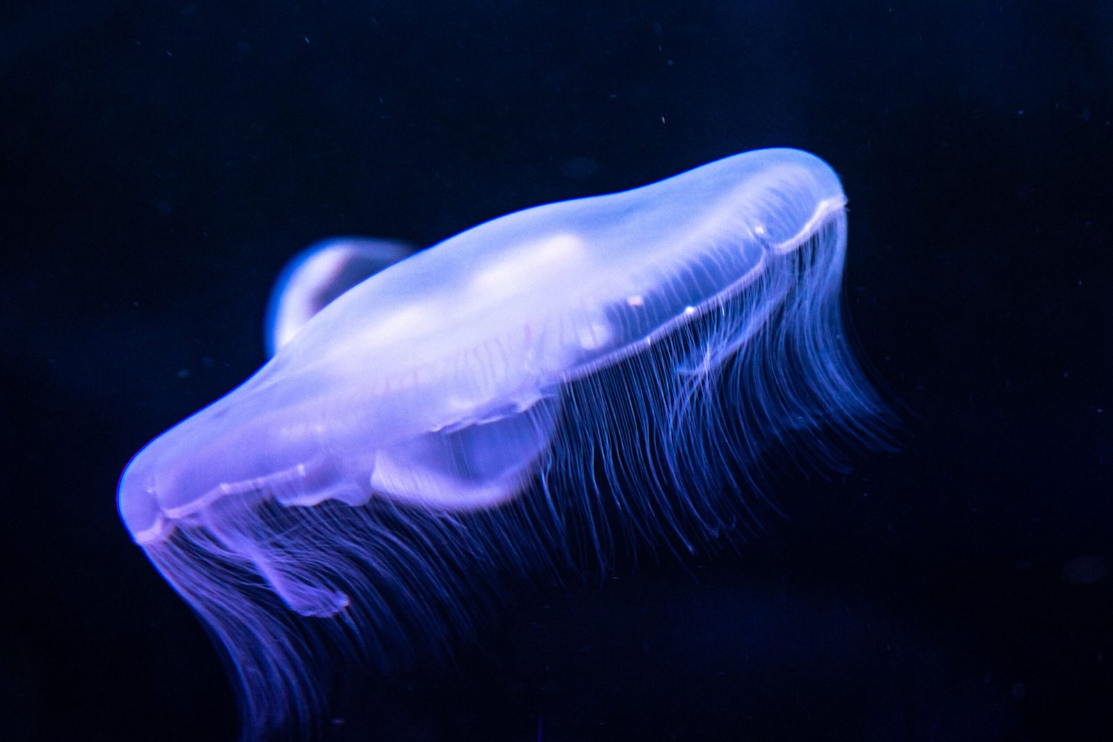 Discover marine life at the Boothbay Sea Aquarium