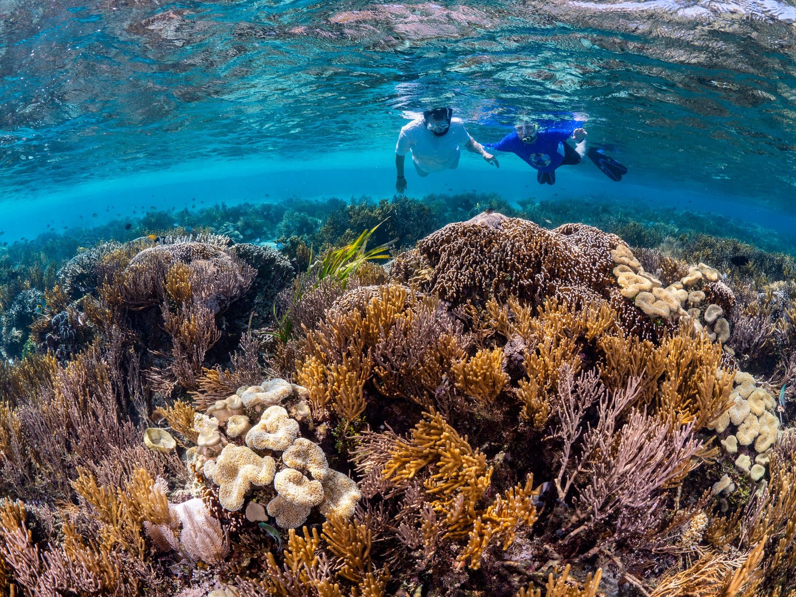 Snorkel at the vibrant Mesoamerican Reef.