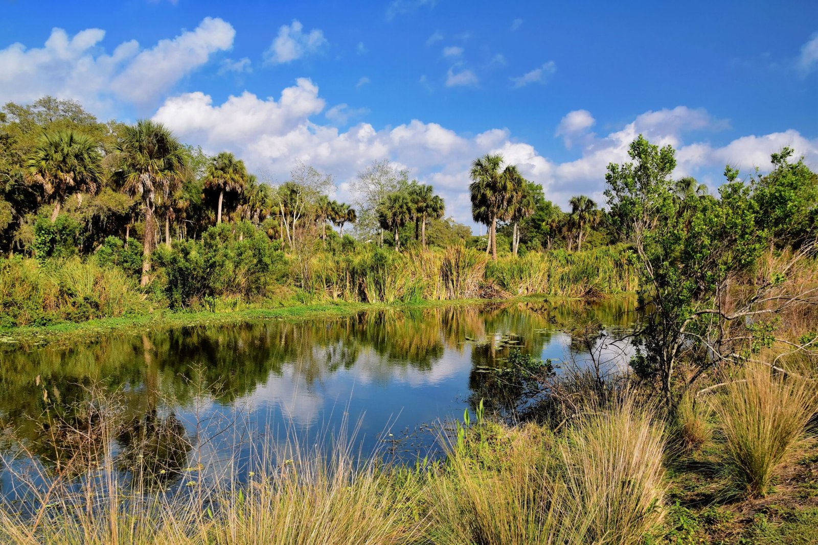 Explore the natural beauty of the Isle of Palms Wildlife Preserve.