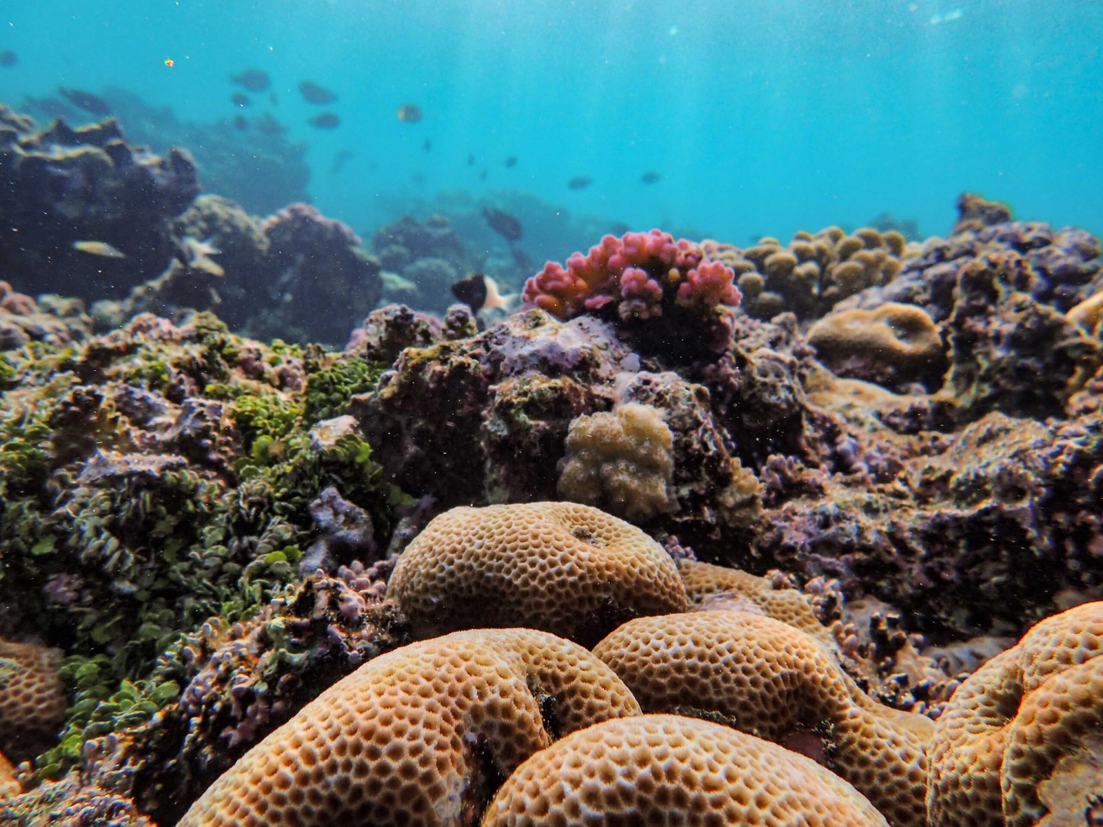 Snorkel at the vibrant coral reefs of Garrafon Natural Reef Park