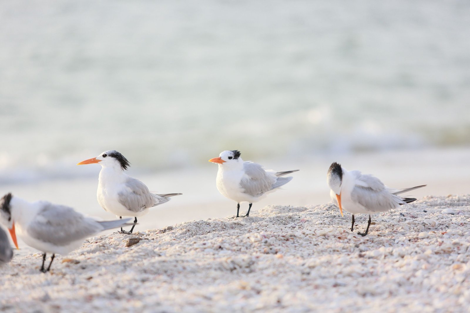 Go birdwatching at the Gulf Islands National Seashore.