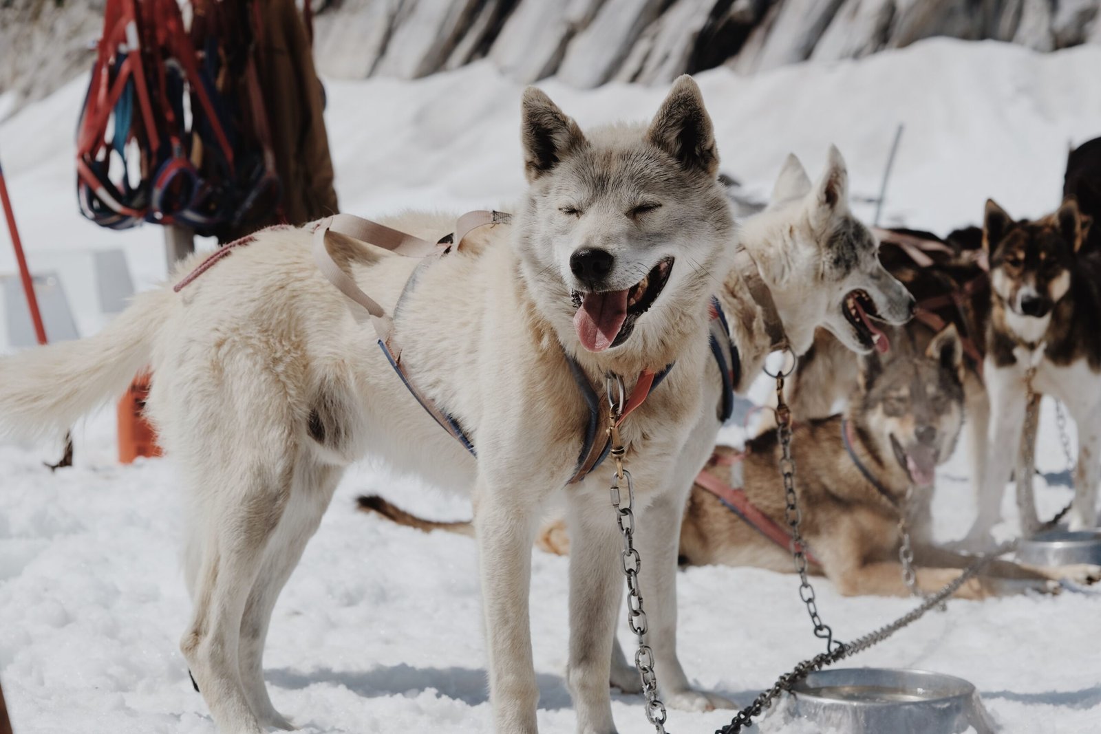 Go dog sledding with a local outfitter for an authentic Alaskan adventure.