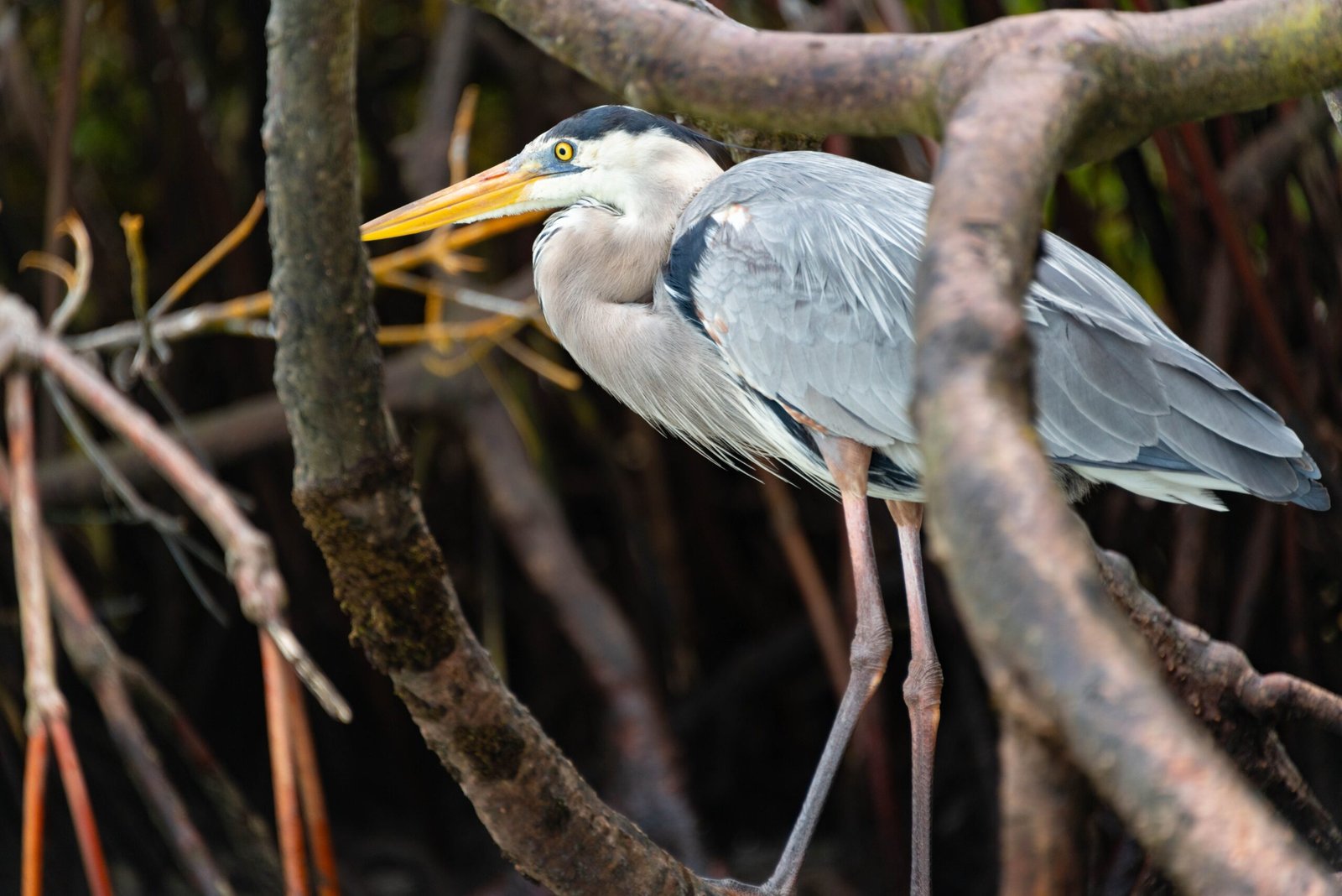 Take a boat tour to Isla Contoy National Park for birdwatching