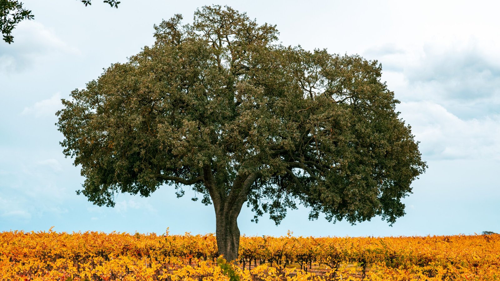 Explore the Paso Robles Downtown City Park