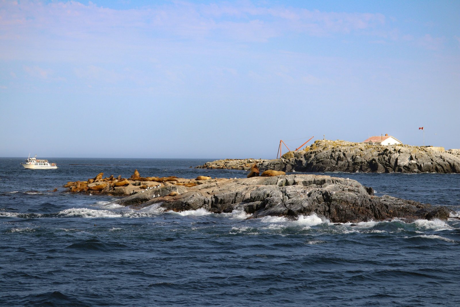 Take a boat tour to the Coronado Island, famous for its seal colony.