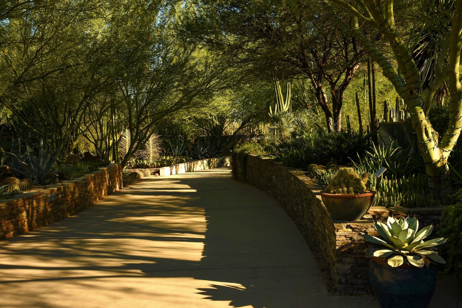 Explore the Desert Botanical Garden (free admission days)