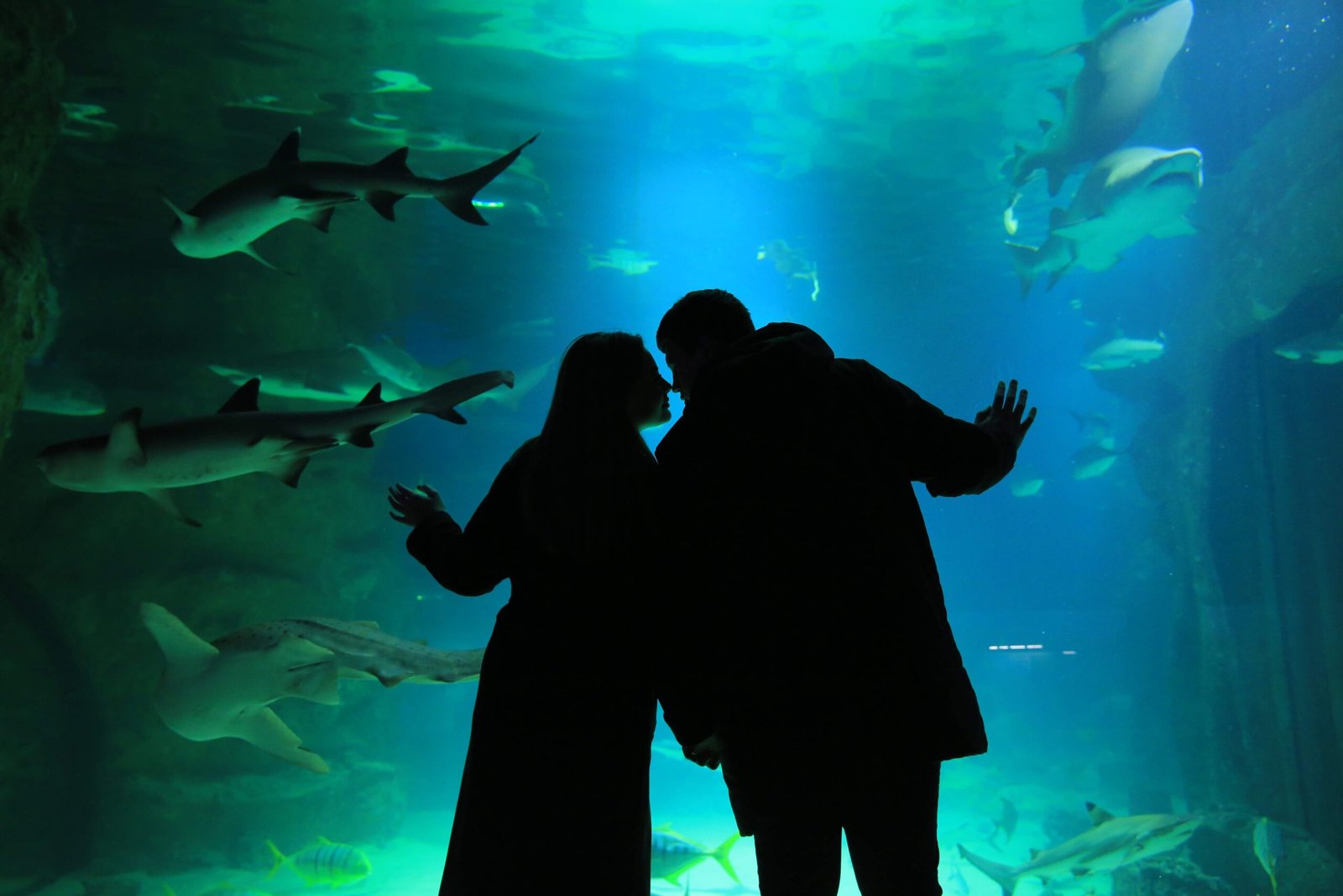 Visit the **Shark Reef Aquarium** at Mandalay Bay.