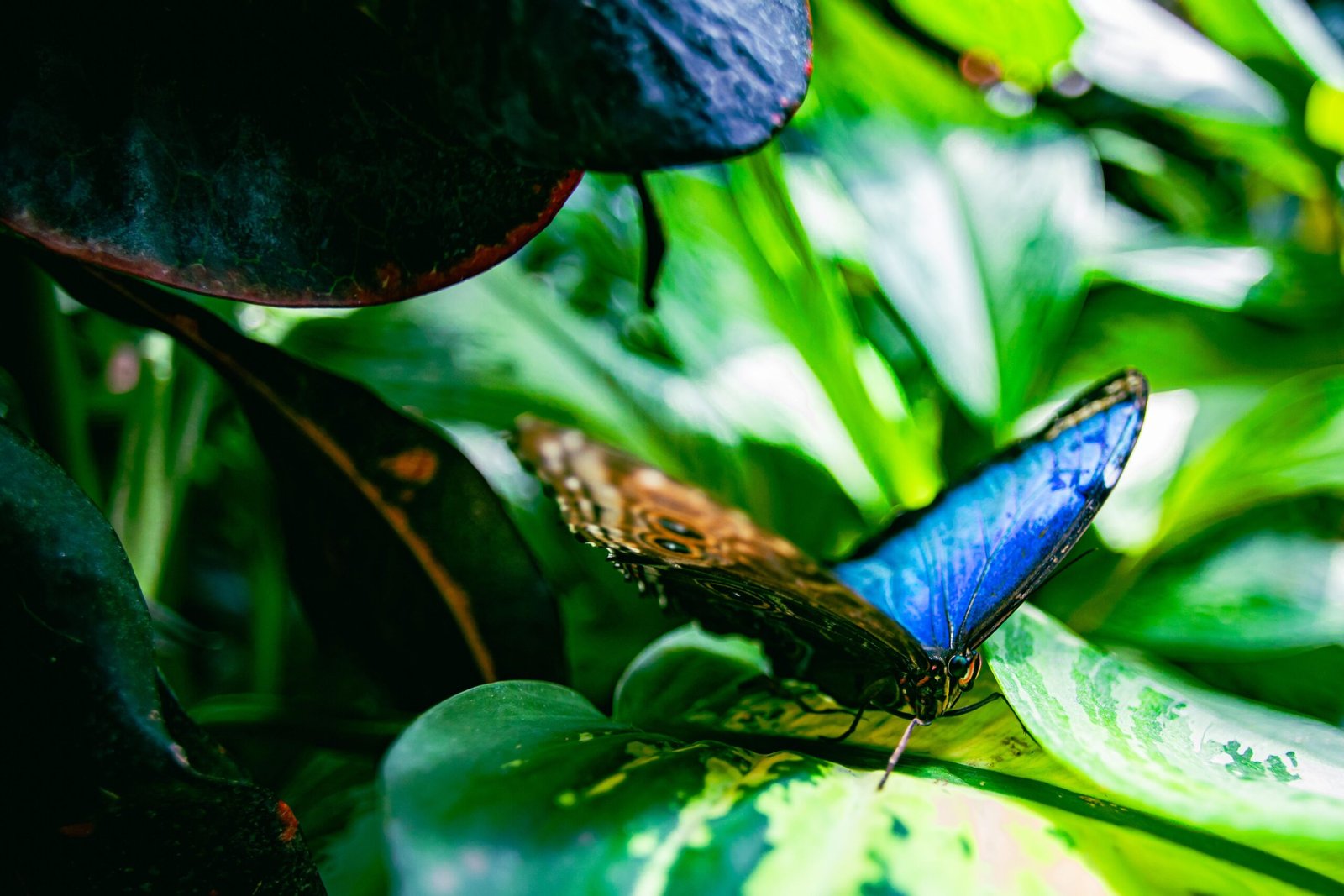 Visit the Key West Butterfly and Nature Conservatory to see hundreds of butterflies in a tropical habitat.
