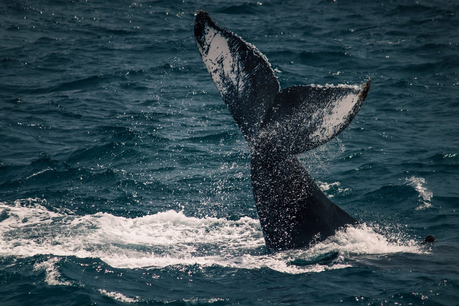 Enjoy a whale watching tour in the Sea of Cortez