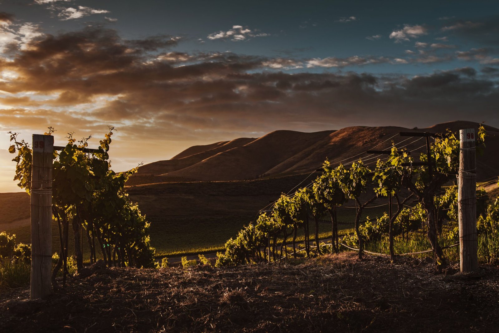 Enjoy a day of wine tasting at the Santa Maria Valley Wine Country.